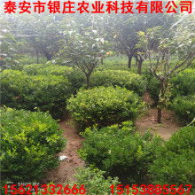 2021綠化苗木價格 報價 綠化苗木批發 第7頁 園林網