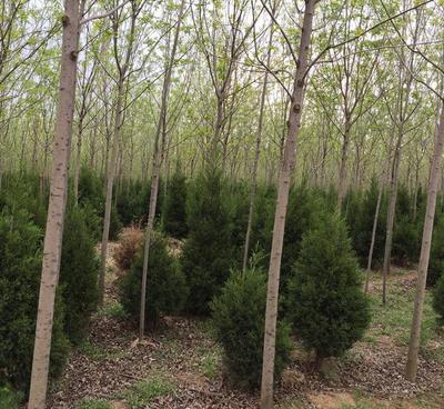 速生白蠟 綠化樹 白蠟樹 白蠟種植基地 廠家批發