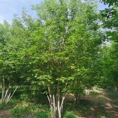 苗木產品信息