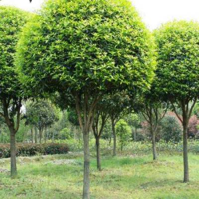 貴州桂花 都高分枝桂花 成都苗木 成都工程苗木 桂花苗木價格