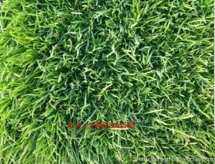 內蒙古草坪價格_農副產品_世界工廠網