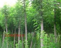 復葉槭,復葉槭價格,復葉槭圖片,北美復葉槭,復葉槭[供應]_綠化苗木_世界工廠網中國產品信息庫