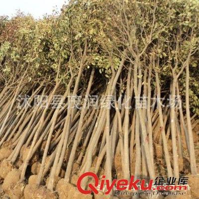 苗圃直銷庭院園林綠化行道樹 大葉女貞 高桿女貞 規格齊全包郵圖片|苗圃直銷庭院園林綠化行道樹 大葉女貞 高桿女貞 規格齊全包郵產品圖片由沭陽縣茂潤綠化苗木場公司生產提供-