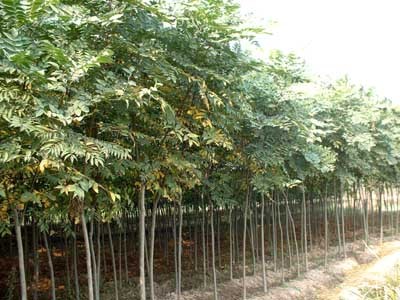 欒樹-金華洪村方綠化工程苗木場(產品圖片)-產品庫-中國花木網
