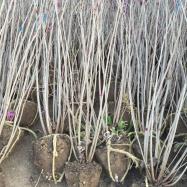 紫荊樹批發采購_苗木產品圖片