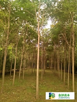 遼寧千頭椿山西千頭椿山東千頭椿_河北保定博野金澤綠化苗木基地_商國互聯(lián)網(wǎng)