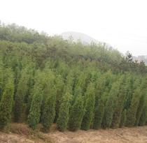 【河北苗木基地。】河北苗木基地。價(jià)格_河北苗木基地。批發(fā)_河北苗木基地。廠家 -