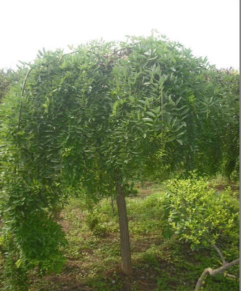 【石家莊苗木_龍爪槐價(jià)格】價(jià)格,廠家,批發(fā),喬木,石家莊佳苑苗木基地-中國網(wǎng)庫