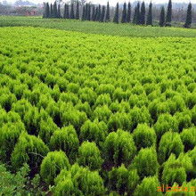 園林花卉綠化苗木價(jià)格 園林花卉綠化苗木批發(fā) 園林花卉綠化苗木廠家 