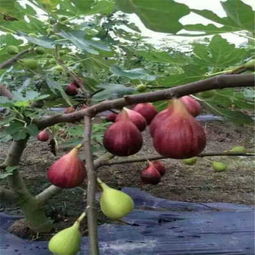 新聞 遼源中農(nóng)寒優(yōu)無花果苗廠家
