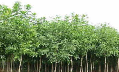 太岳山林區(qū)白蠟育苗技術(shù)