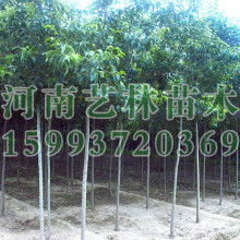 大葉女貞苗圃價(jià)格 大葉女貞苗圃公司 圖片 視頻