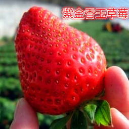 秦皇島市新聞報(bào)道 照香草莓苗廠家 果樹苗行情