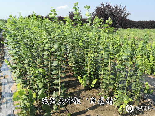 喜訊 抬頭園林榮獲泰安苗木交易會(huì) 產(chǎn)品金獎(jiǎng)