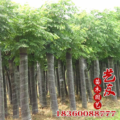 【桂之苑基地供應欒樹南欒北欒批發小苗大量供應綠化行道樹】沭陽縣藝友苗木園藝場 - 產品庫
