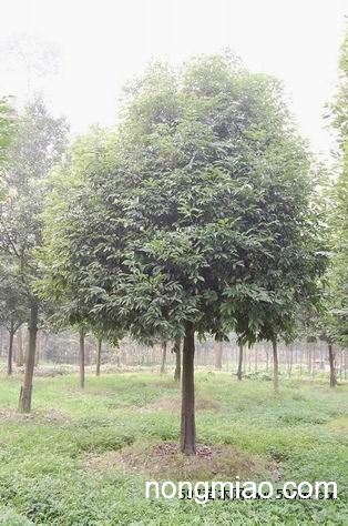 供應成都12公分天竺桂,苗圃熟貨,成都天竺桂苗木