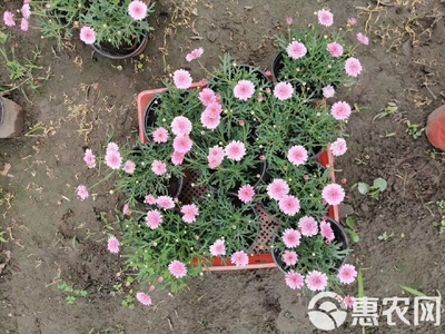 其它苗木 瑪格麗特花出售 瑪格麗特工程苗基地直銷 私聊報價