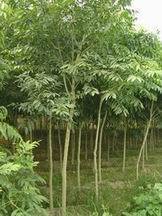 【江蘇綠化苗木】_江蘇綠化苗木價格_江蘇綠化苗木批發_江蘇綠化苗木供應商-搜了網江蘇綠化苗木產品搜索_第2頁